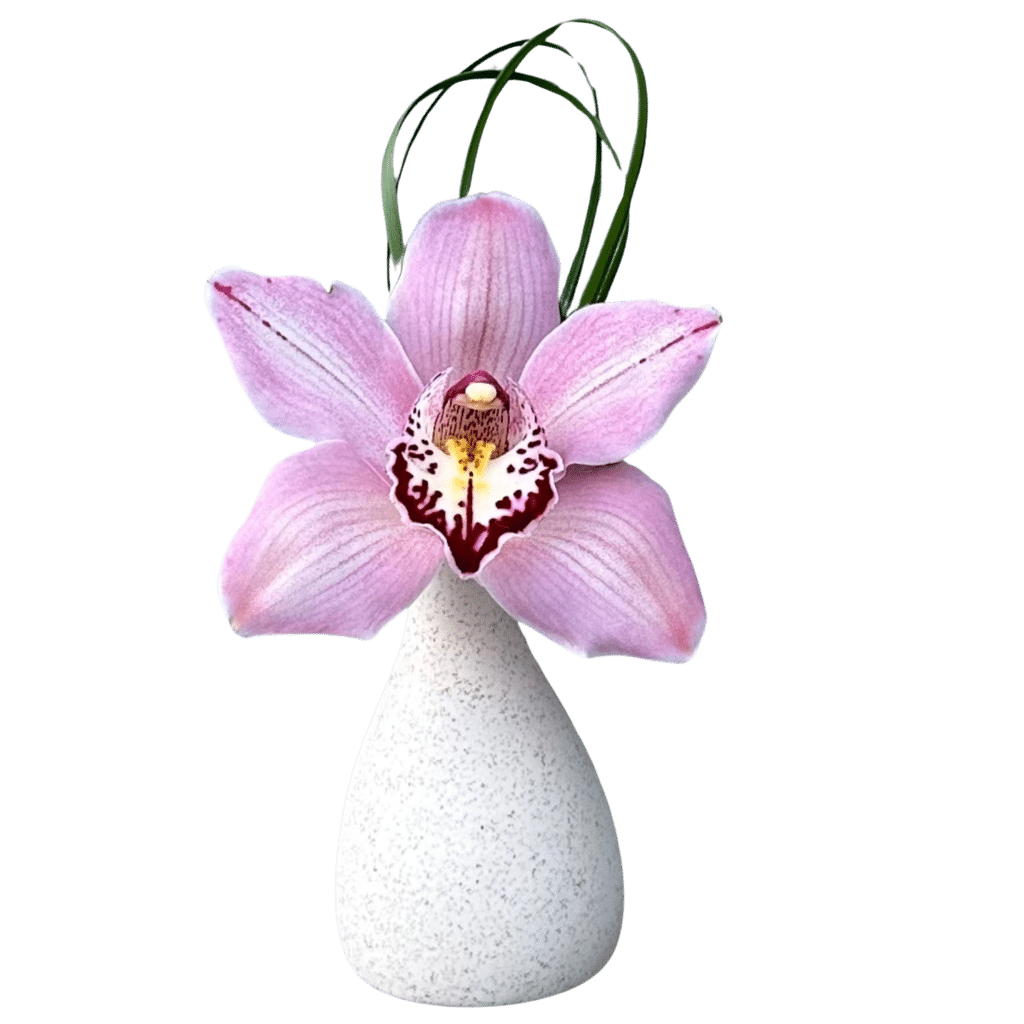 Cymbidium Teardrop Oakland Park Florist Flower Delivery By 2 Lips Floral Design 