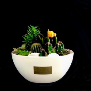 cactus arrangement
