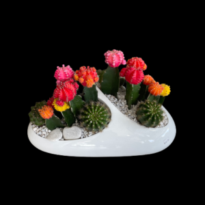 cactus arrangement