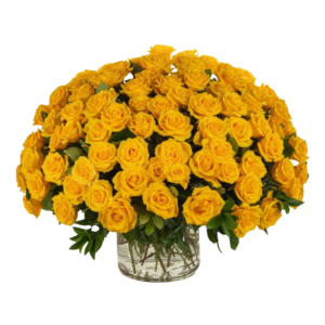 100 Premium Long Stem Roses (Yellow)