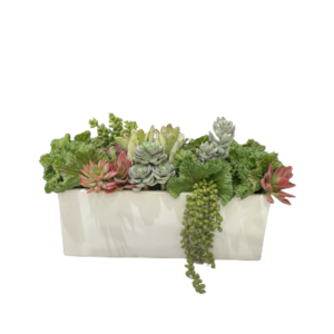 artificial succulents