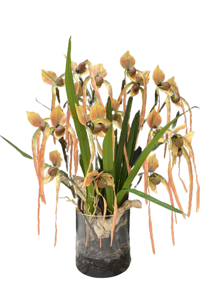 Paphiopedilum Philippinense Peach Orchids Oakland Park Florist Flower Delivery By 2 Lips 