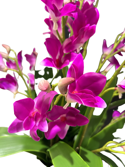 Purple Dendrobium Orchids - 2 Lips Floral Design - Ft. Lauderdale ...